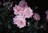 43_1508100010.jpg